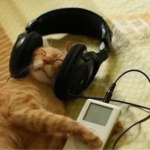 Meet your Posher, Payton